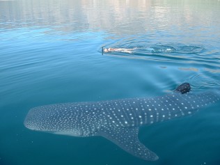 Whale shark and snorkeller - copyright Brad Norman ECOCEAN