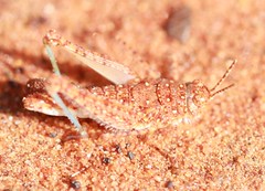 Day 3 - Photo 2: Identification please