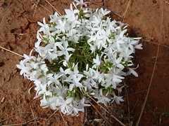 Day 3 - Photo 6: Identification please