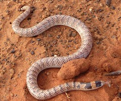 Day 3 - Photo 8: Narrow-banded Snake