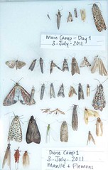 Day 3 - Photo 9: Insects from light trapping