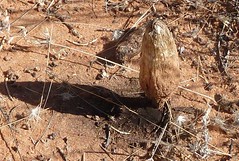 Day 4 - Photo 3: Identification please