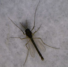 Day 4 - Photo 9: Identification please