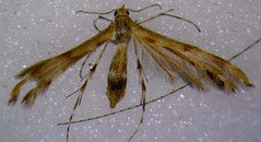 Day 3 - Photo 12: Megalorhipida leucodactyla