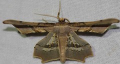 Day 5 - Photo 7: Gonodontis stramenticea