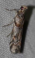 Day 5 - Photo 8: Identification please