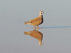 Day 5 - Photo 12: Flock Bronzewing