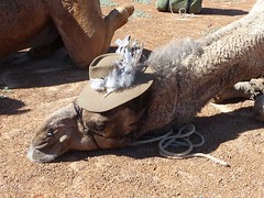 Day 5 - Photo 17: Banjo the camel