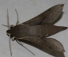 Day 5 - Photo 6: Hippotion scrofa