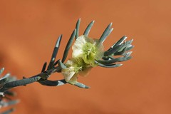 Day 6 - Photo 13: Identification please