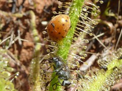 Day 6 - Photo 16: Identification please