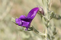 Day 6 - Photo 28: Identification please