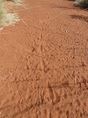 Day 6 - Photo 22: Bustard tracks