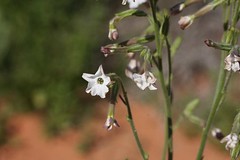 Day 6 - Photo 27: Identification please