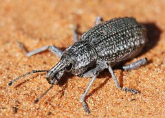 Day 6 - Photo 11: Identification please