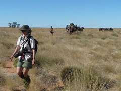 Day 6 - Photo 18: Beth and camels