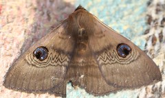 Day 9 - Photo 1 - Dasypodia selenophora