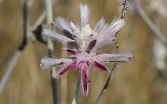 Day 9 - Photo 3 - Identification please