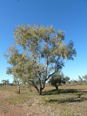 Grey Falcon nest tree