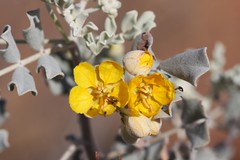 Day 9 - Photo 4 - Identification please