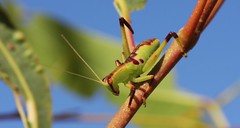 Day 9 - Photo 5 - Identification please