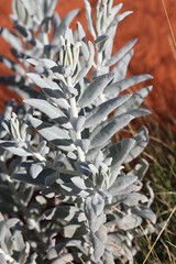 Day 9 - Photo 7 - Identification please