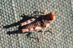 Day 9 - Photo 8 - Identification please