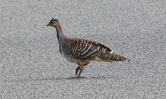 Malleefowl