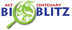 ACT-Centenary-Bioblitz