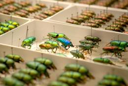 Australian museum lamprima_spp Stag Beetles, Lamprima spp. Photo Carl Bento © Australian Museum