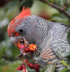Gang Gang Cockatoo Gang Gang Cockatoo