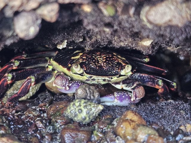 Purple Rock Crab (Leptograpsus variegatus)