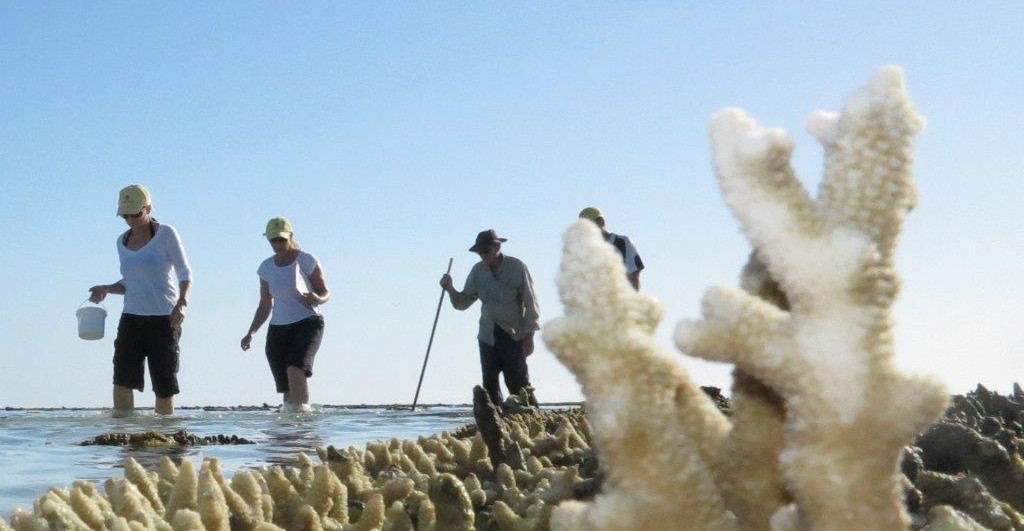 People wading through coastal waters with coral in the foreground.