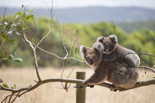 Two koalas sitting on a branch Two koalas sitting on a branch