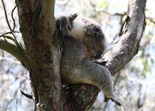 Koala in tree