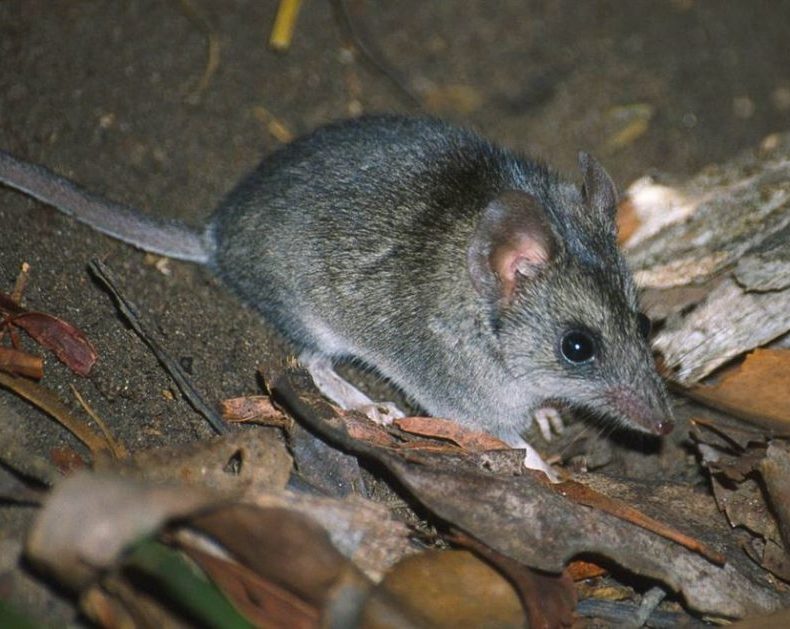Image of a Kangaroo Island dunnart.