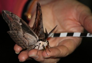 Large moth sitting on a person's hand Large moth sitting on a person's hand
