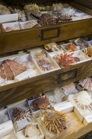 Draw of molluscs specimens