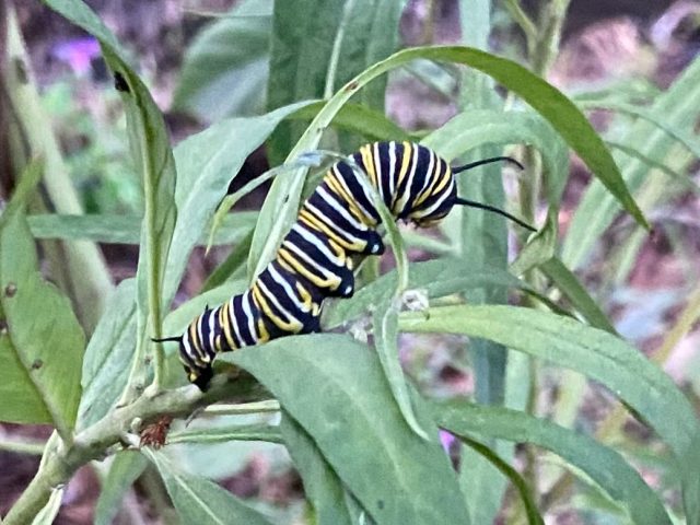 Monarch Butterfly (Danaus plexippus)