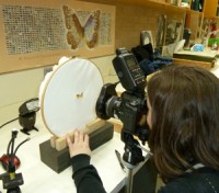 Photographing specimen ANIC Photographing specimen ANIC