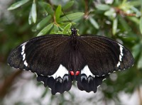 Priceps aegeus Priceps aegeus