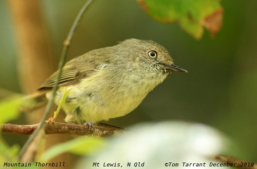 Mountain thornbill. Image by: Tom Tarrant. Licence: http://creativecommons.org/licenses/by-nc-sa/2.0/ Mountain thornbill. Image by: Tom Tarrant. Licence: http://creativecommons.org/licenses/by-nc-sa/2.0/