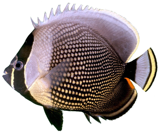 Chaetodon reticulatus : Reticulate Butterflyfish Chaetodon reticulatus : Reticulate Butterflyfish