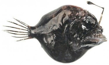 Rough Dreamer Rough Dreamer