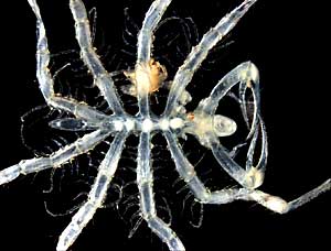 Sea Spider