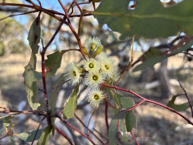 Yellow Gum (Eucalyptus leucoxylon)