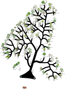 compiled_tree_final_with_trees_vertical_600x835 Tree of Trees layout diagram (press to see high resolution image 3MB)