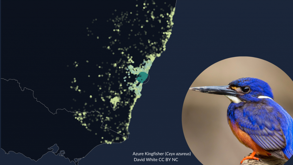 green and yellow dots on a map of NSW showing kingfisher records, most are focussed near the Sydney region