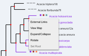 phylojive click node