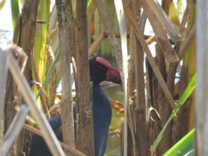 purple swamp hen